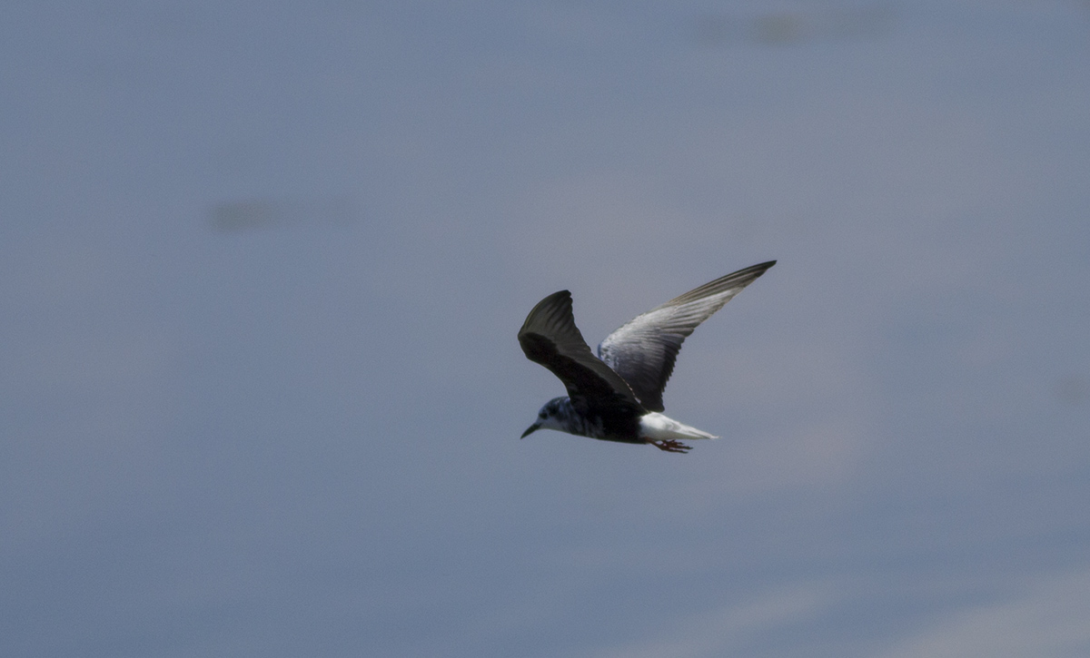 White-winged Tern